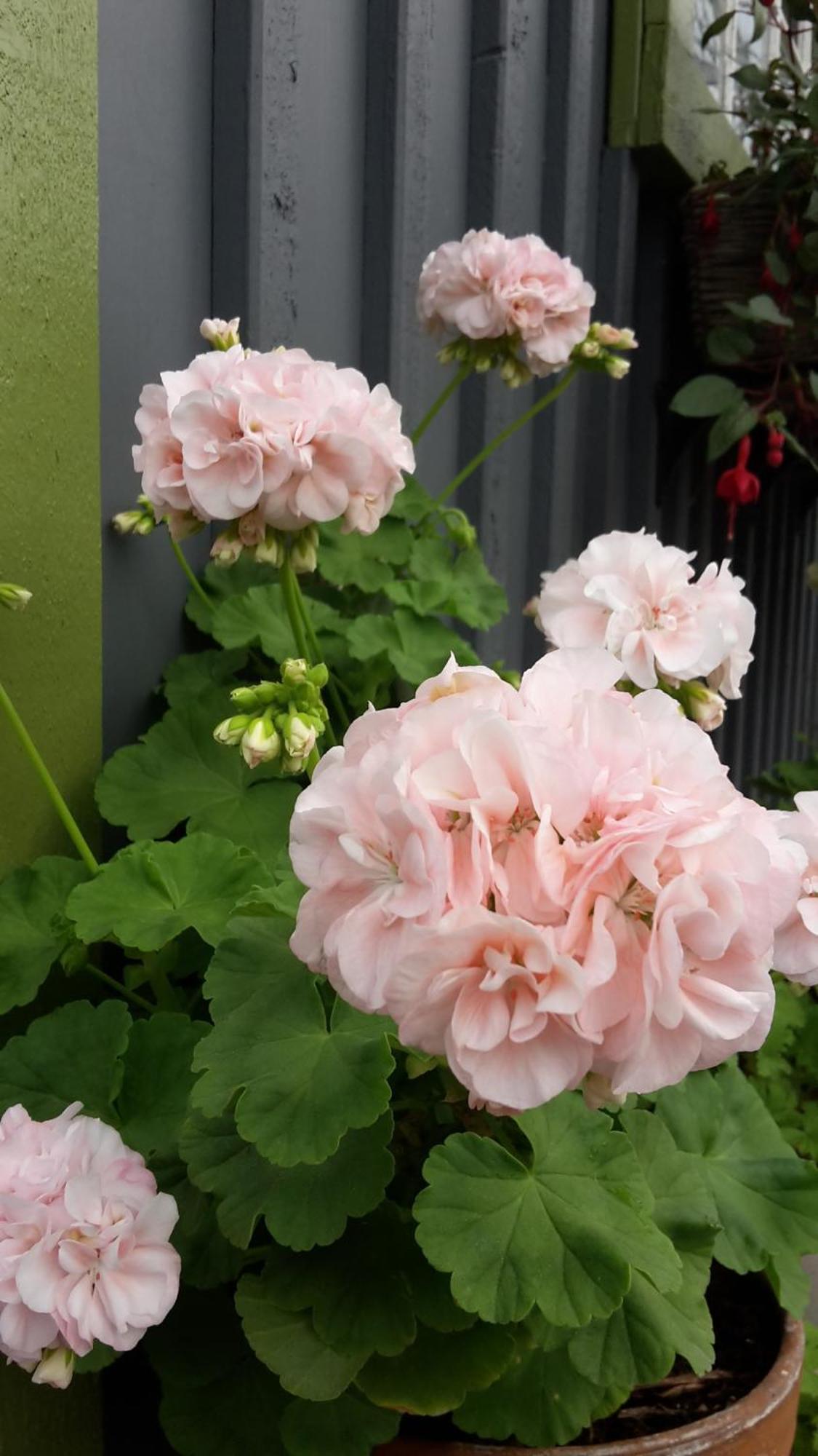 Soergardens Logi Bed and Breakfast Härnösand Εξωτερικό φωτογραφία